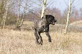 CANE CORSO 802
